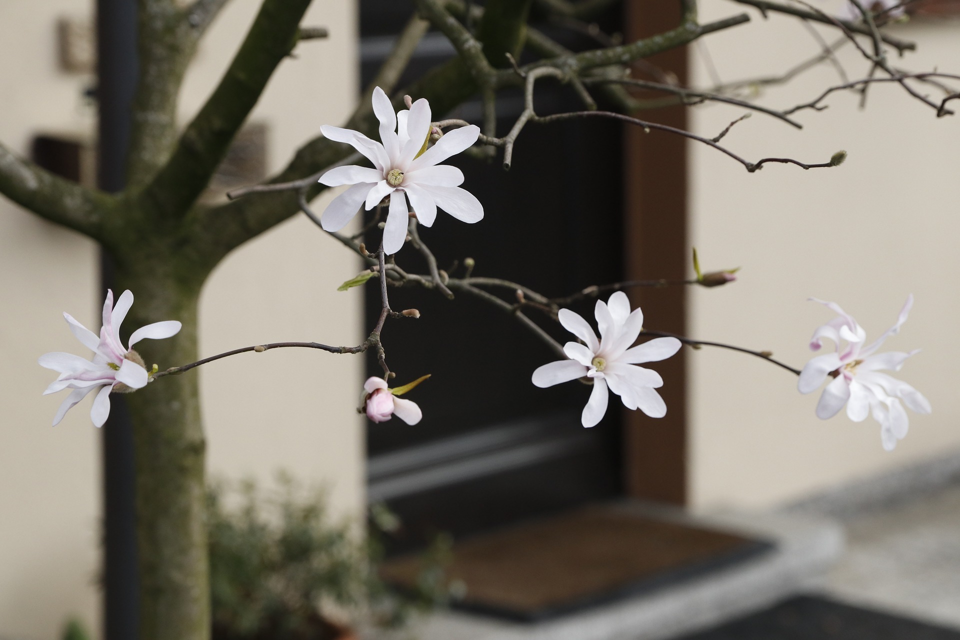 A flower tree next to a house getting patio installation services